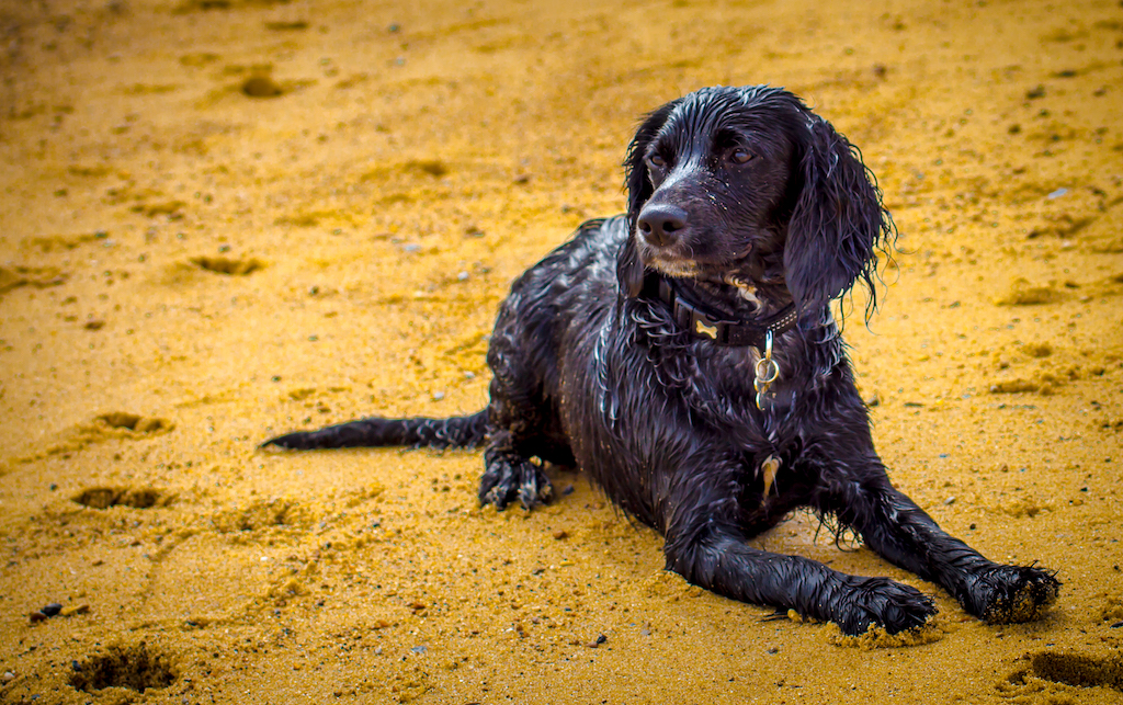 Spaniel pikardyjski (Epagneul picard) - charakter