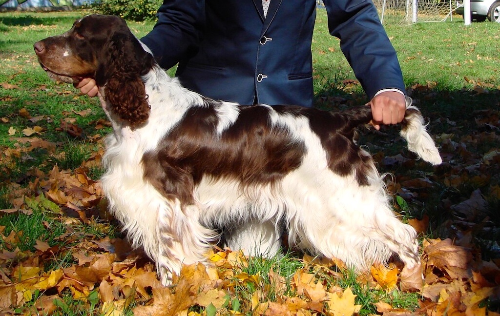 Springer spaniel angielski - pielęgnacja