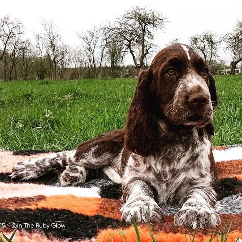 Springer spaniel angielski - szczeniaki dostępne