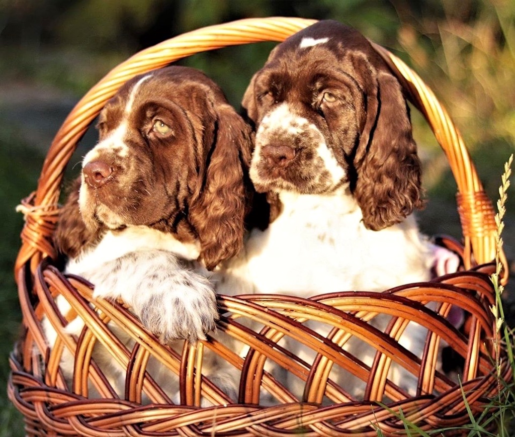 Springer spaniel angielski - żywienie