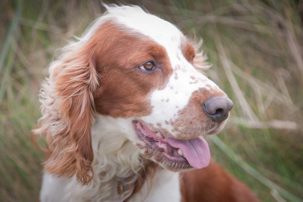 Springer spaniel walijski - charakter