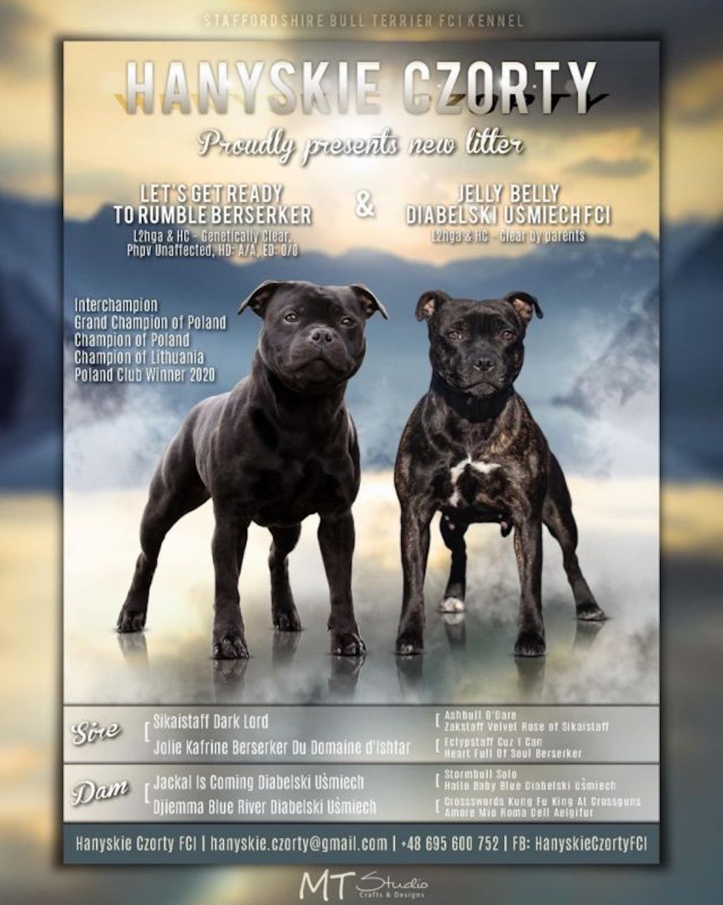 Staffordshire Bull Terrier - hodowla