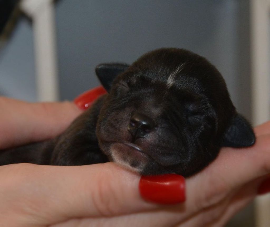 Staffordshire Bull Terrier - szczeniaki