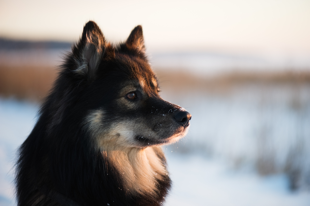 Suomenlapinkoira (Fiński Lapphund) - charakter