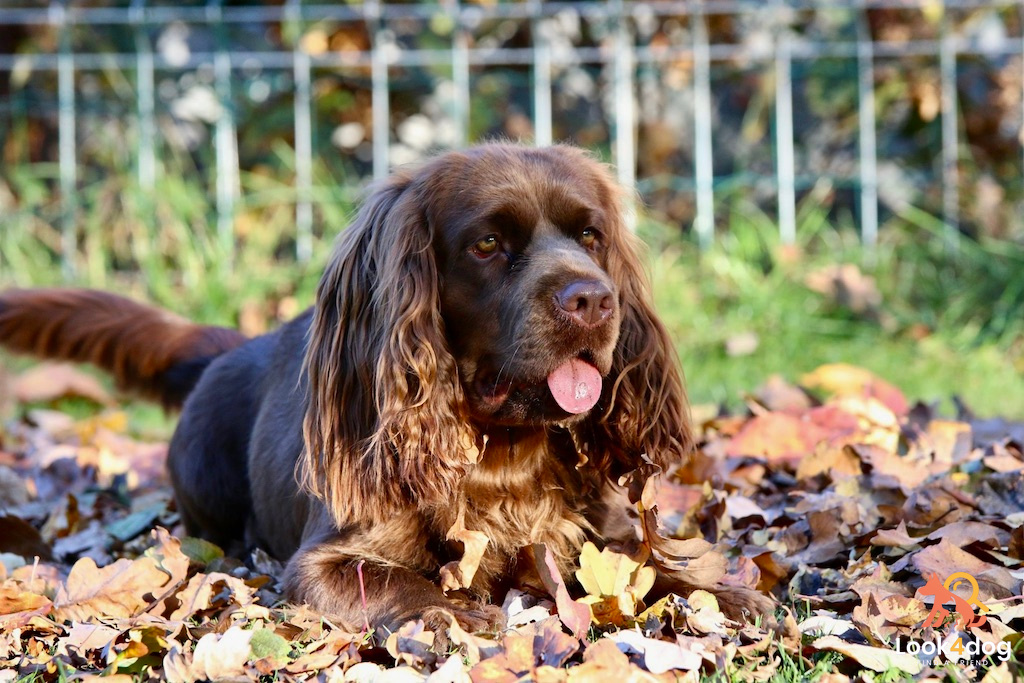 Sussex spaniel - charakter