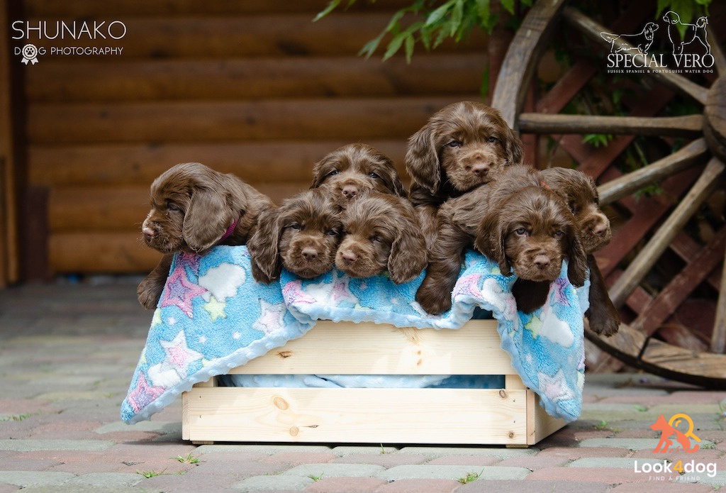 Sussex spaniel - pielęgnacja