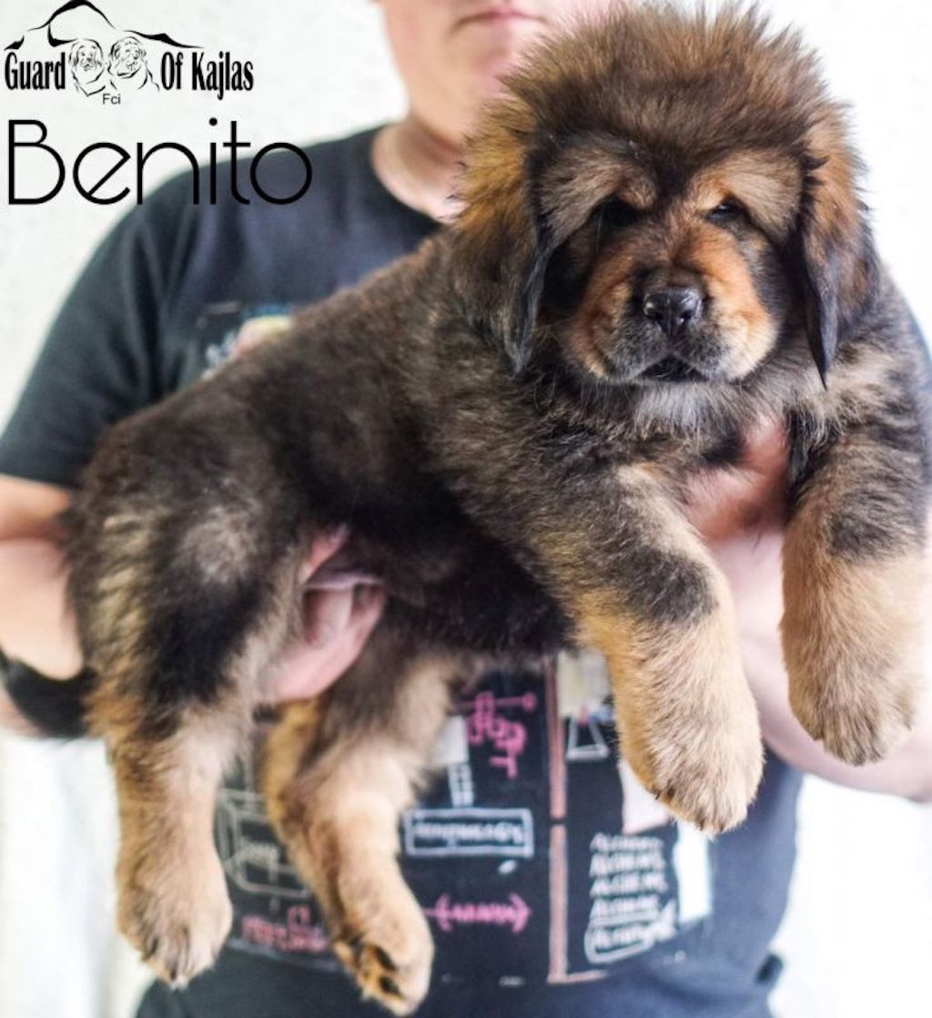 Szczeniaki - mastif tybetański