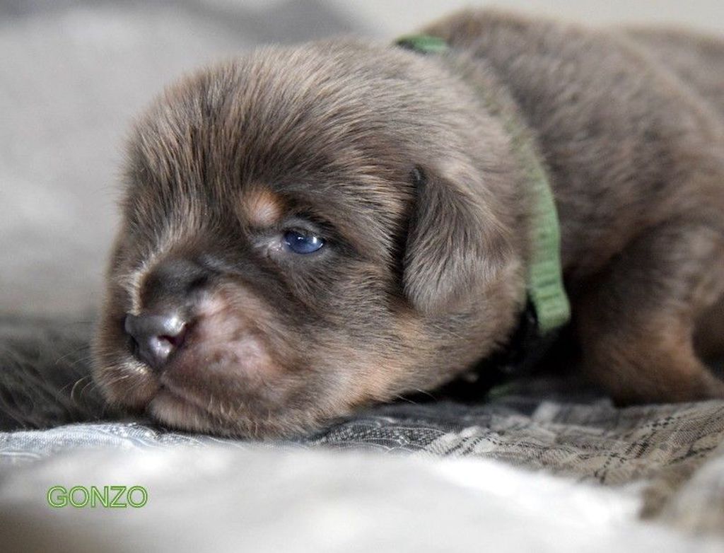 Szczeniak mastif tybetański - hodowla