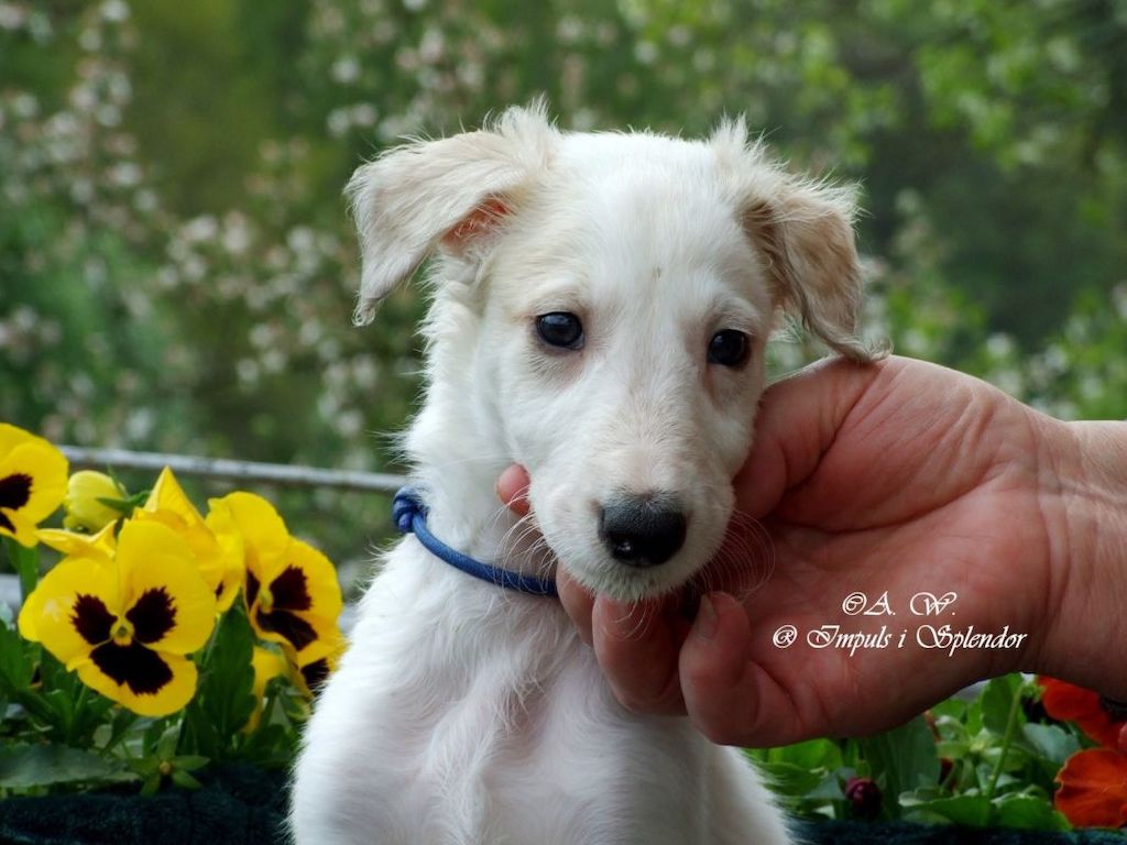 Szczeniaki - chart rosyjski borzoj