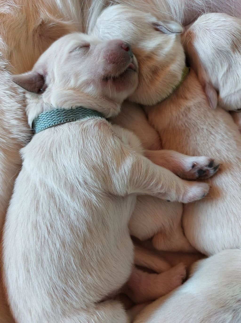 Szczeniaki - Golden retriever
