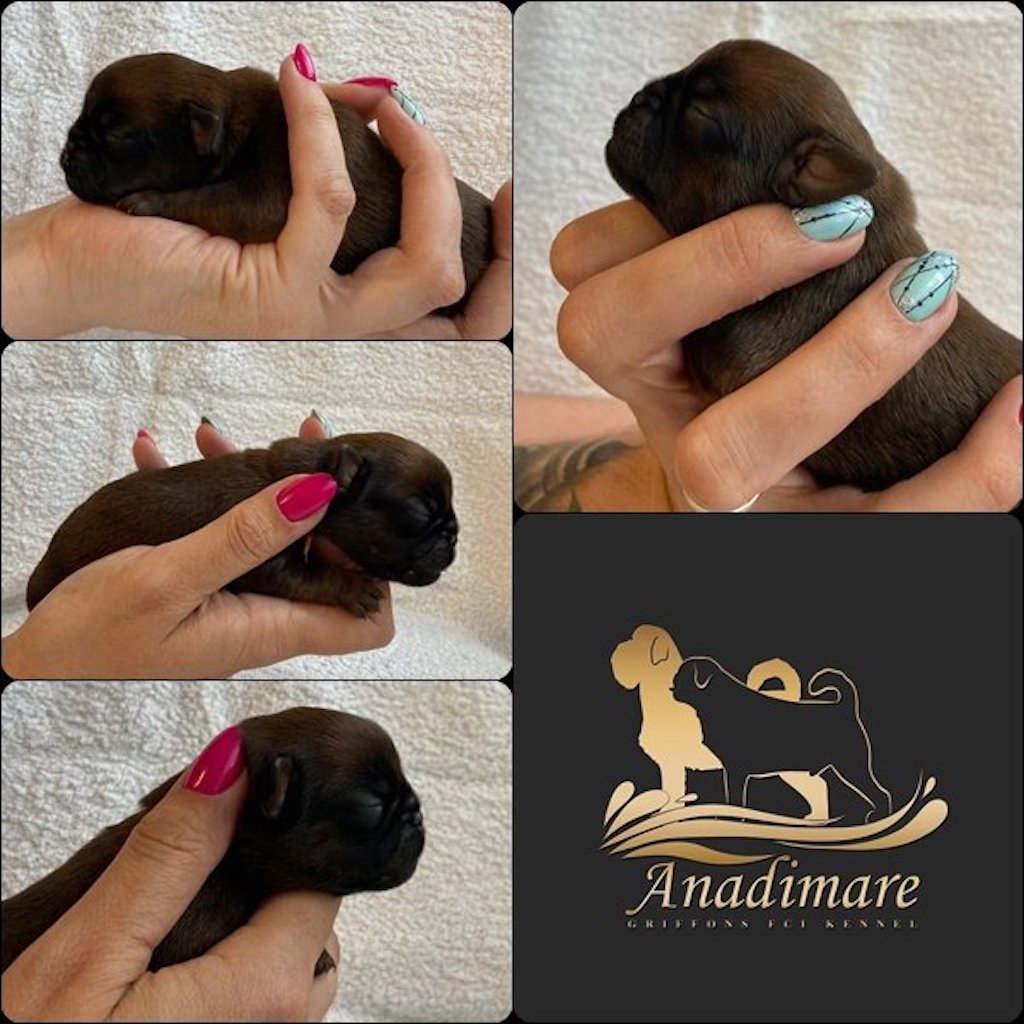 Szczeniaki - gryfonika brukselski