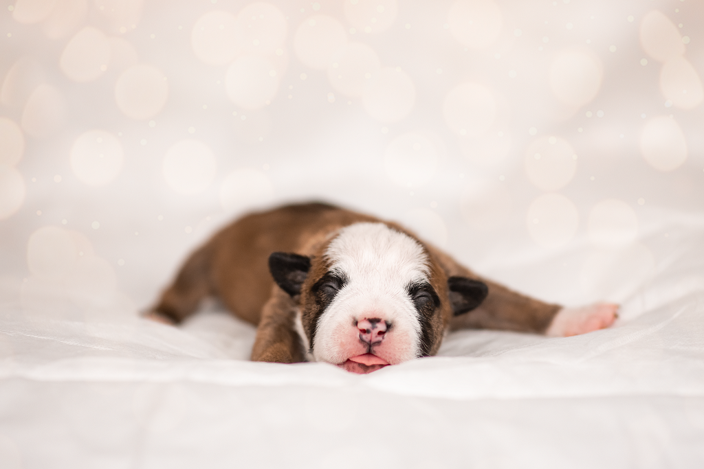  Szczeniaki - American staffordshire terrier