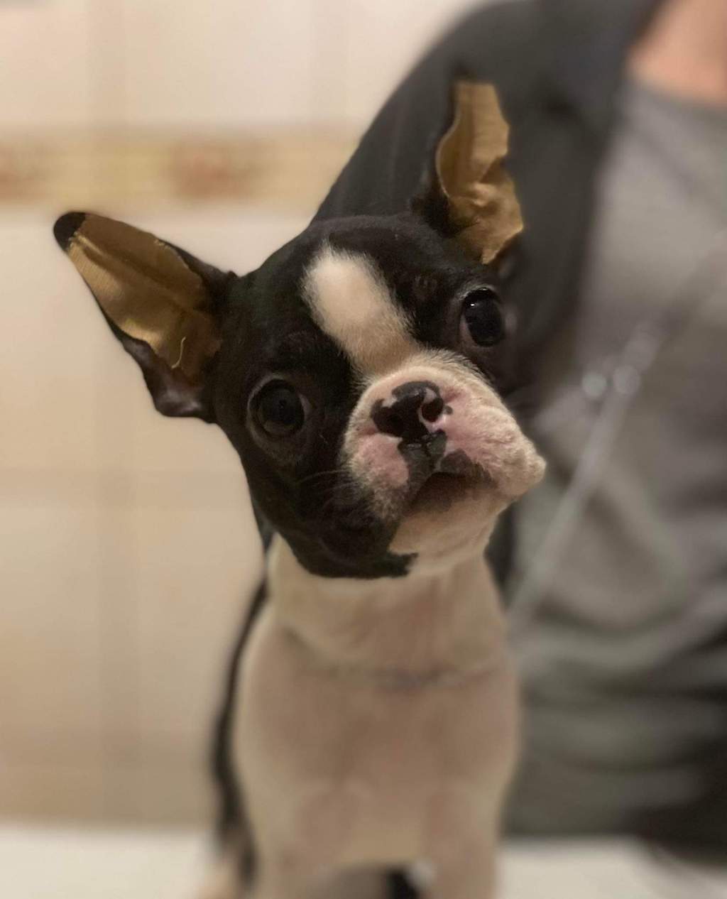 Szczeniaki boston terriera - hodowla ZKwP