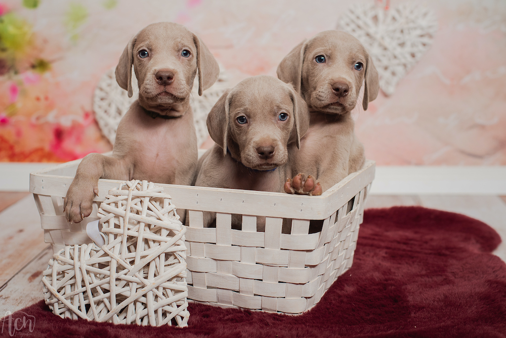 Szczeniaki wyżeł weimarski - hodowla ZKwP