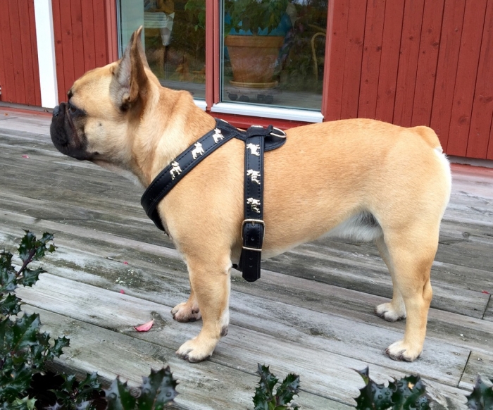 Szelki skórzane dla psa - buldog francuski