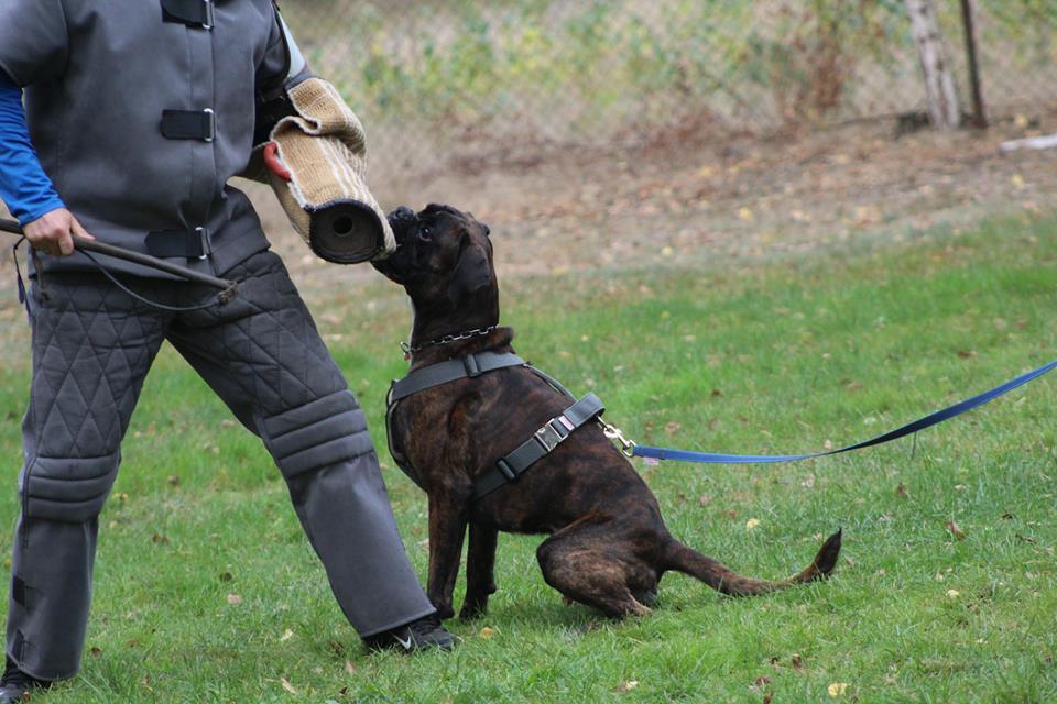 bokser pies na szkoleniu