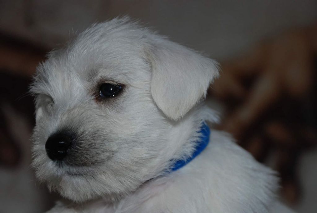 Sznaucer miniaturowy biały - hodowla