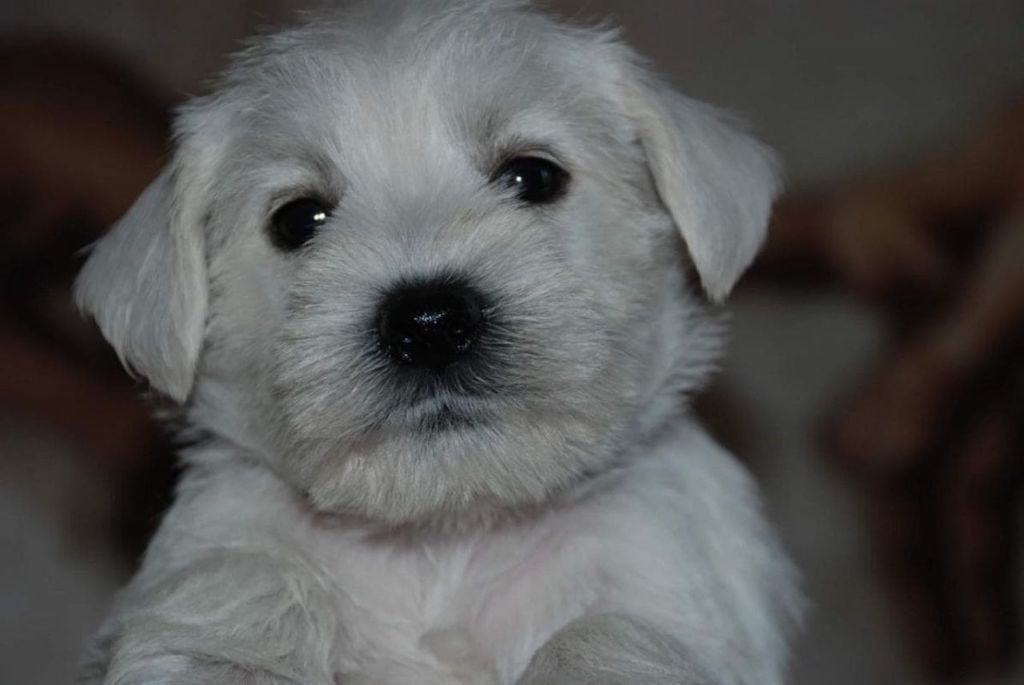 Sznaucer miniaturowy biały - szczeniaki