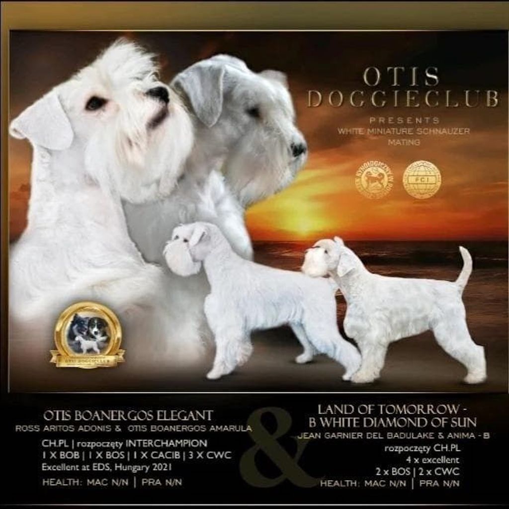 Sznaucer miniaturowy biały