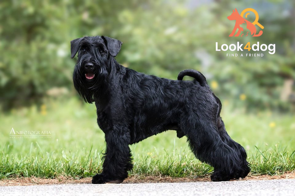 Sznaucer miniaturowy czarny - charakter