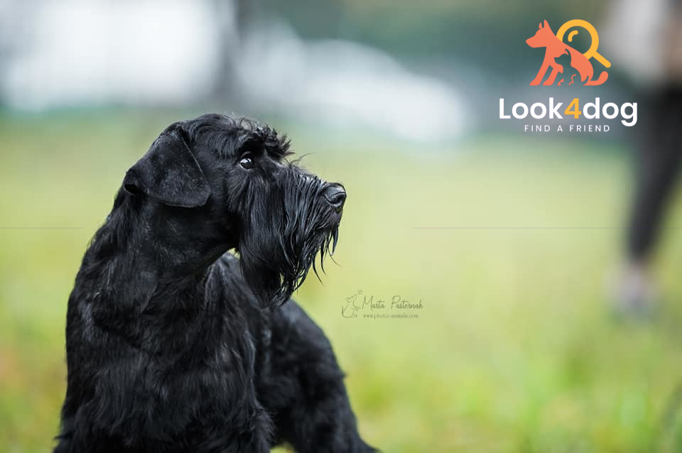 Sznaucer miniaturowy czarny - pielęgnacja