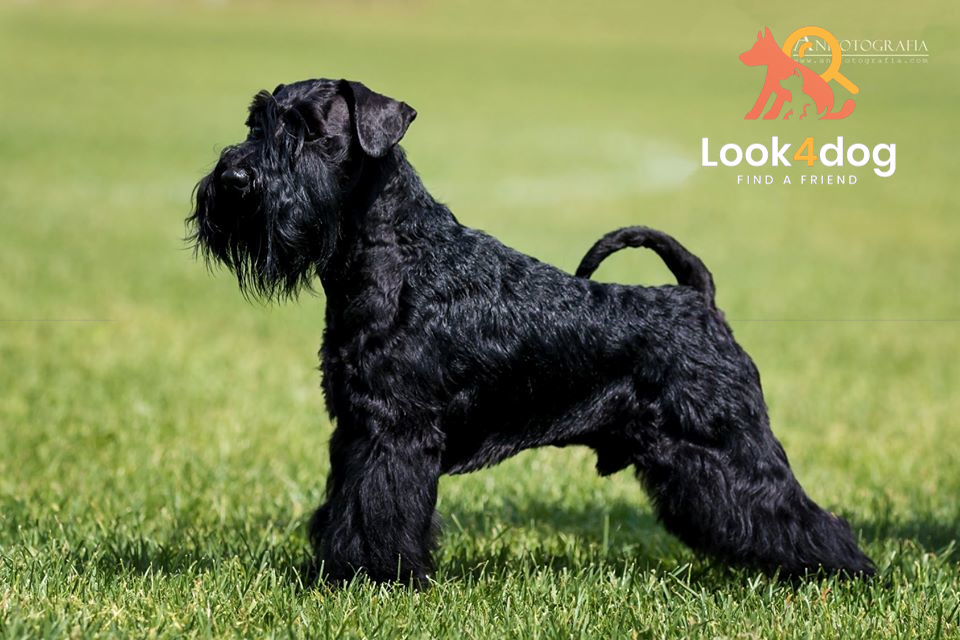 Sznaucer miniaturowy czarny - umaszczenie