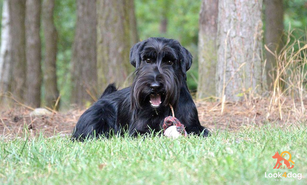 Sznaucer średni czarny - charakter