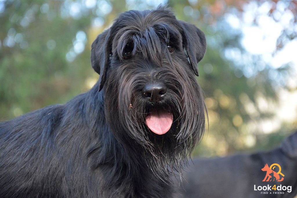 Sznaucer średni czarny - pielęgnacja