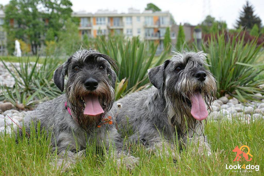 Sznaucer średni pieprz i sól - pielęgnacja