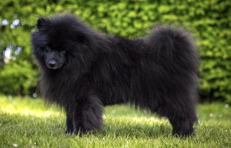 Szpic duży kolorowy (Szpic niemiecki) - charakter