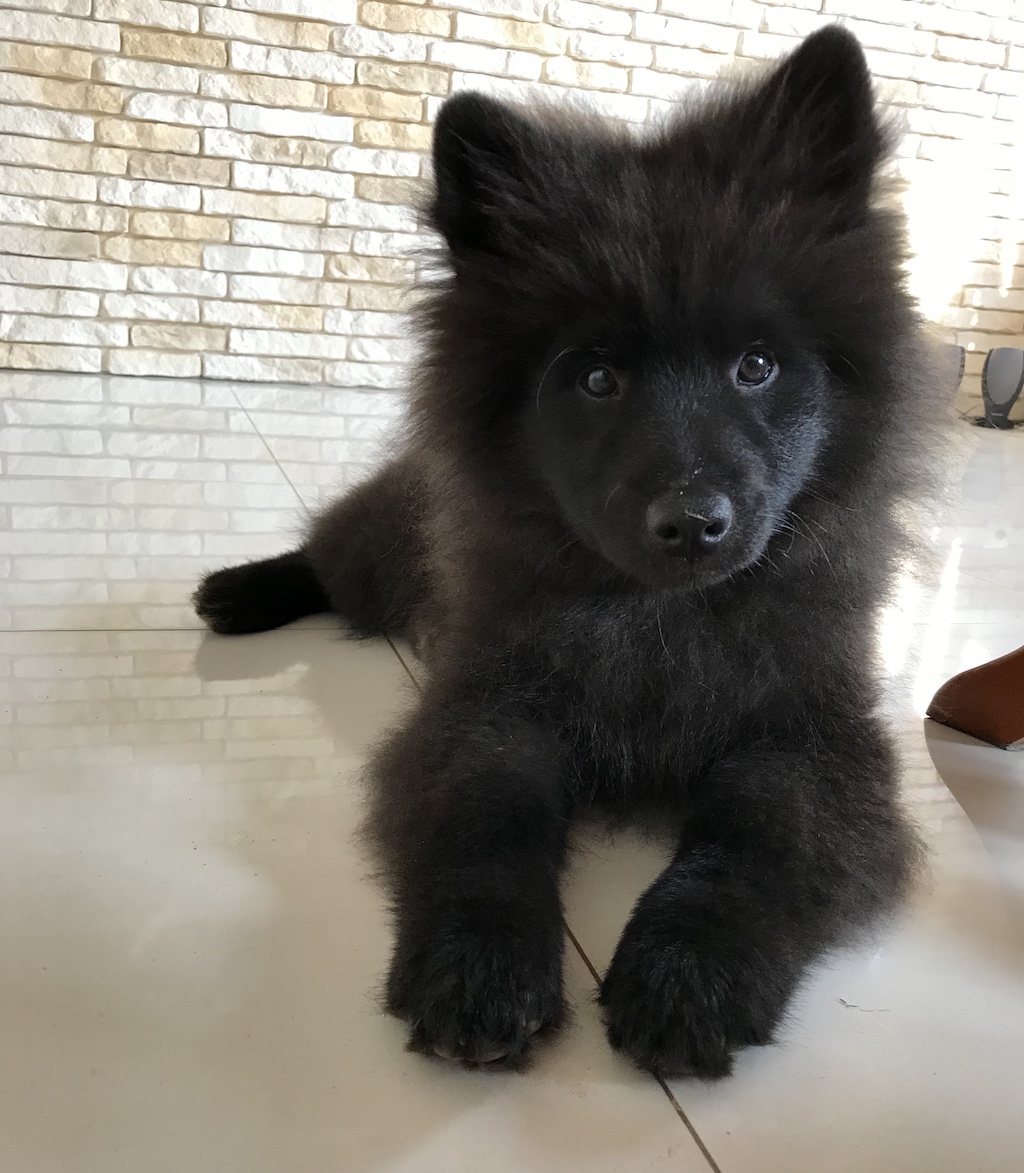 Szpic duży kolorowy (Szpic niemiecki) - umaszczenie