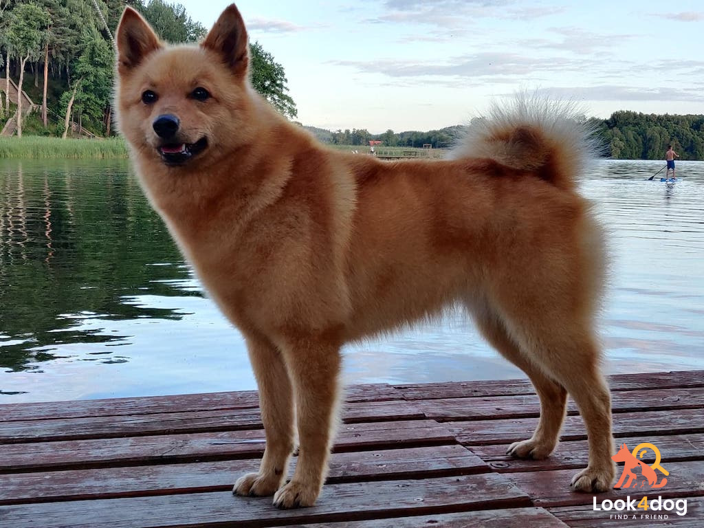 Szpic fiński - pielęgnacja