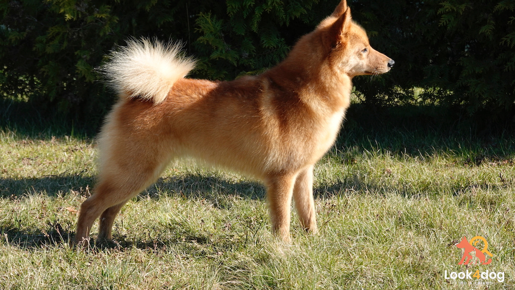 Szpic fiński - umaszczenie