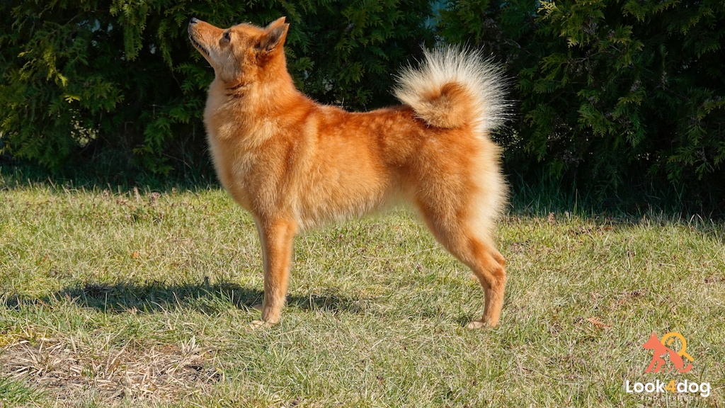 Szpic fiński - żywienie