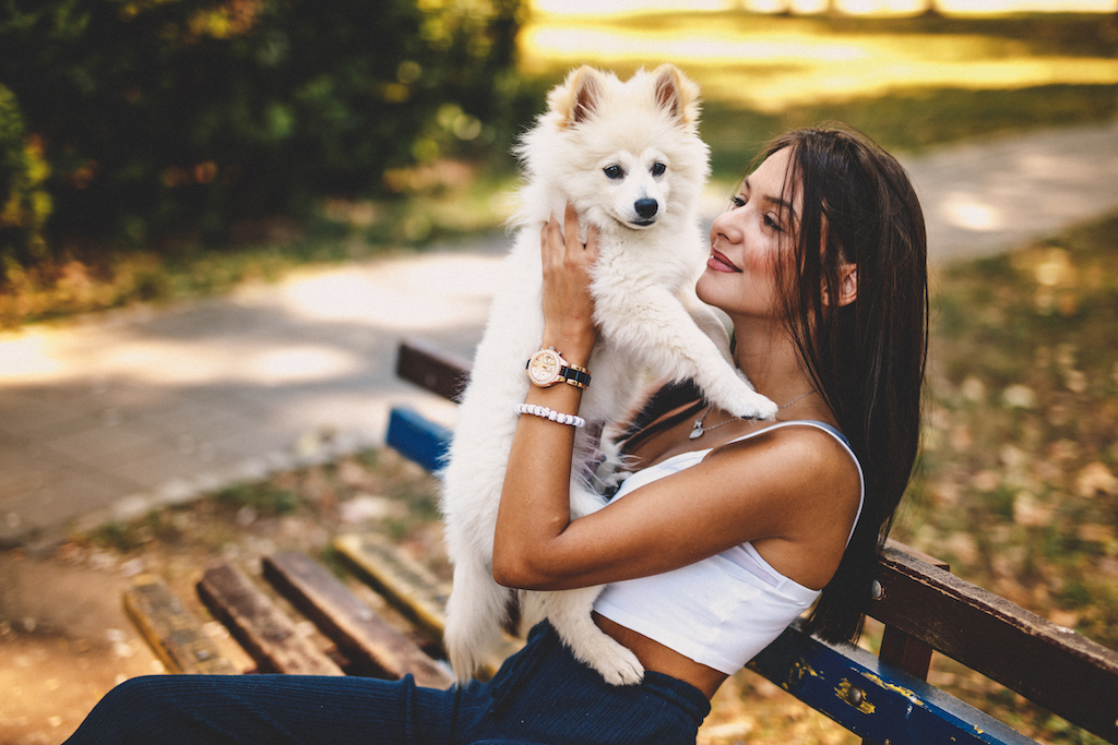 Szpic mały biały (Szpic niemiecki) - charakter