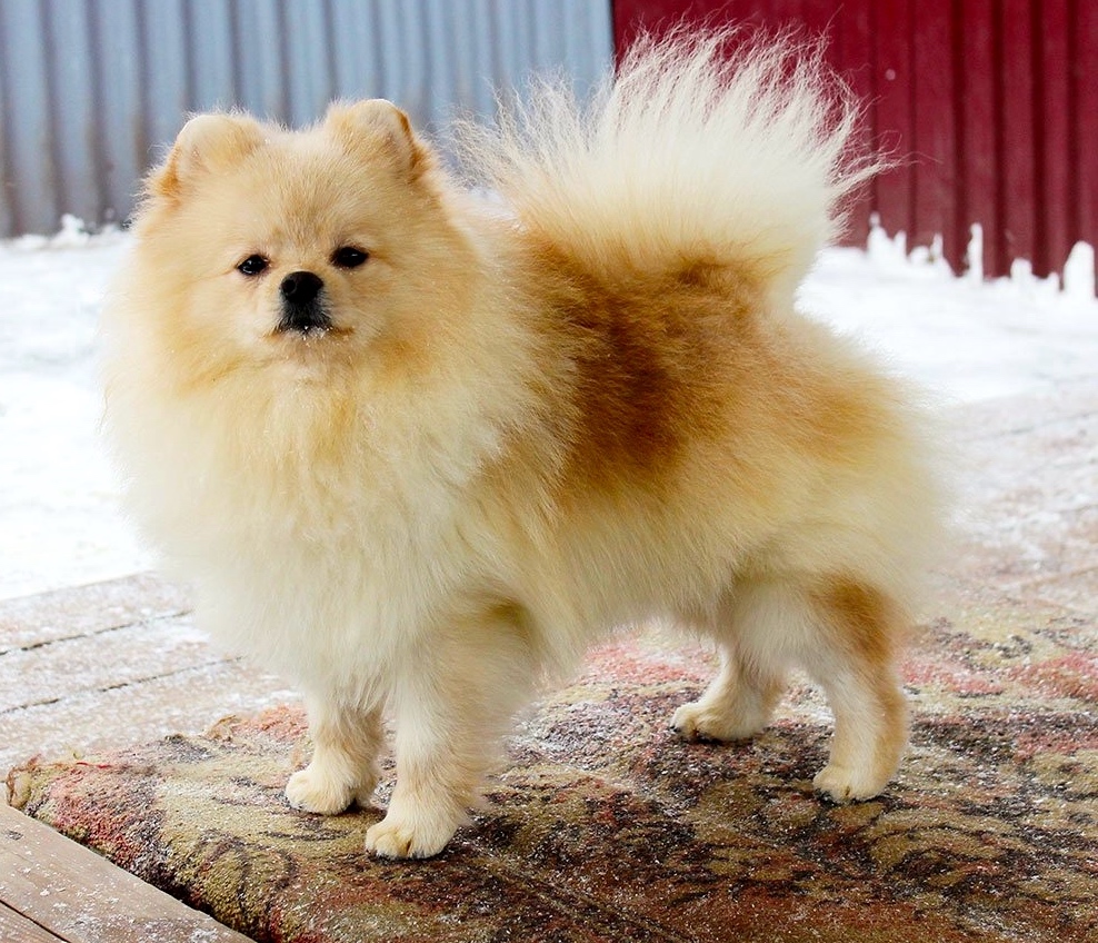 Szpic mały kolorowy klasyczny (Szpic niemiecki) - charakter