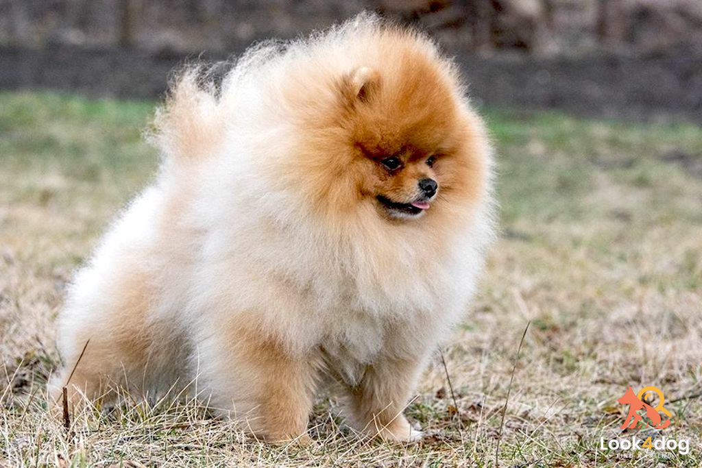 Szpic miniaturowy (Pomeranian) (Szpic niemiecki) - umaszczenie