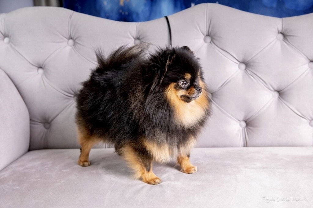 Szpic miniaturowy Pomeranian - hodowla