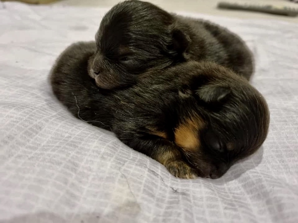 Szpic miniaturowy Pomeranian