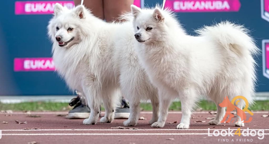 Szpic średni (Szpic niemiecki) - charakter