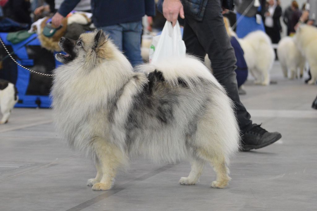Szpic wilczy (Keeshond) (Szpic niemiecki) - umaszczenie