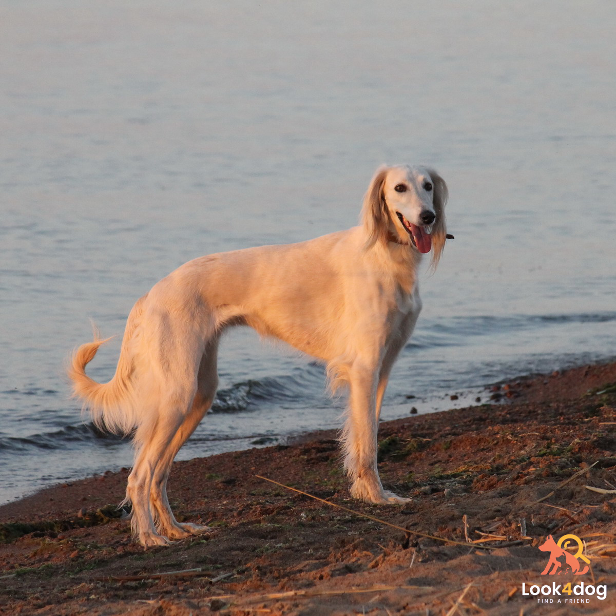 Tazy (Chart środkowoazjatycki) - charakter