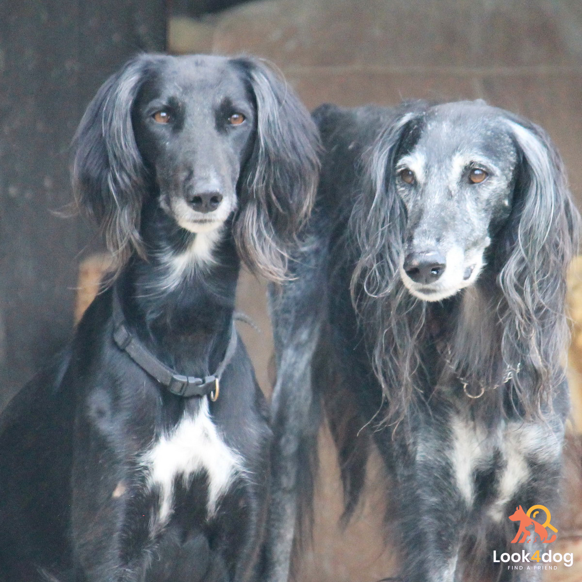 Tazy (Chart środkowoazjatycki) - umaszczenie