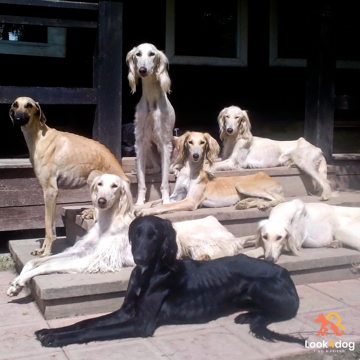 Tazy (Chart środkowoazjatycki) - Żywienie