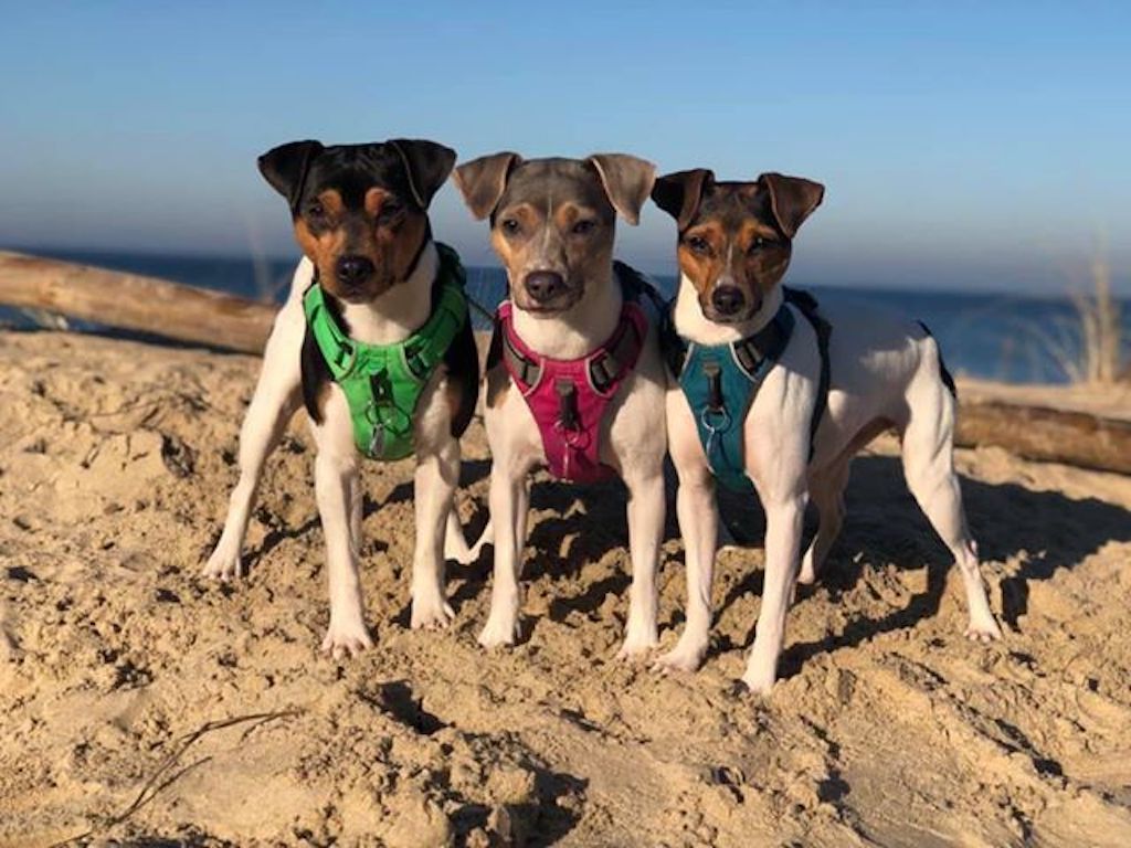 Terier brazylijski - charakter