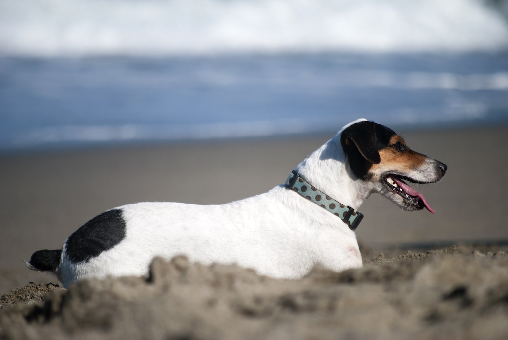 Terier brazylijski - pielęgnacja 