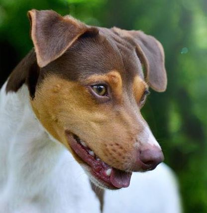 Terier brazylijski - umaszczenie