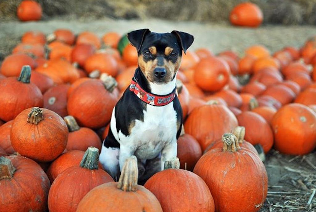 Terier brazylijski - żywienie