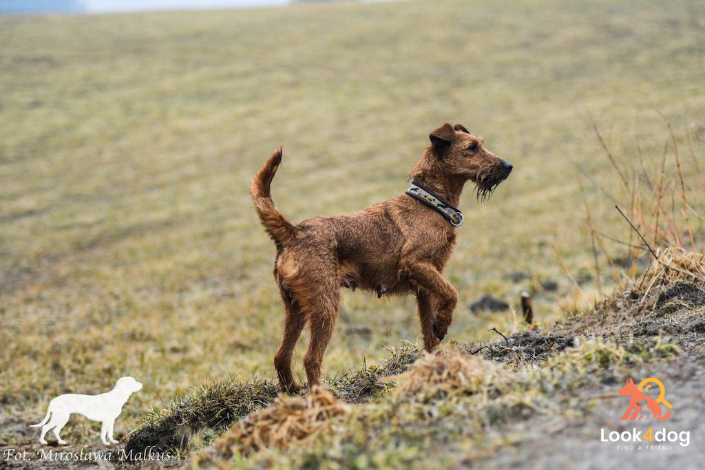 Terier irlandzki - charakter