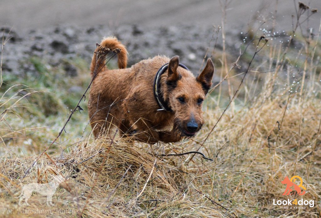 Terier irlandzki - pielęgnacja